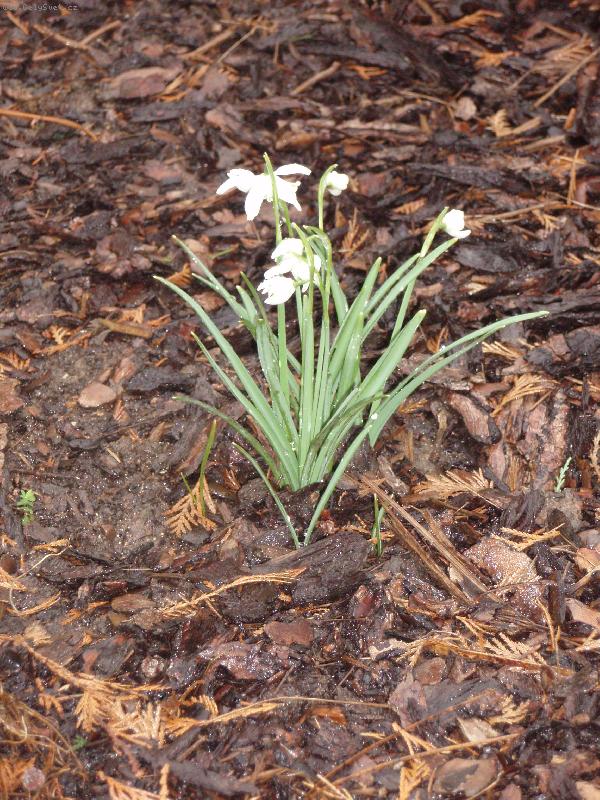 Foto: jarn� kr�sa