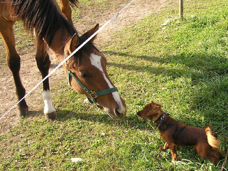 Foto: Velk� kamae�d