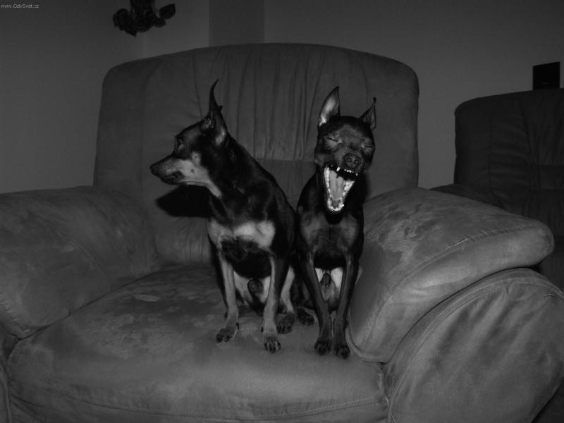 Foto: Tyranosaurus Rex-Tyranosaurus Rex