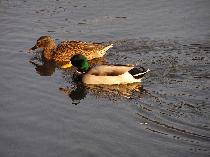 Foto: podzim na rybn�ku