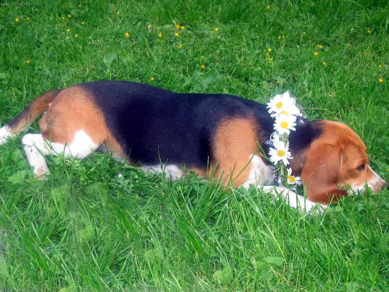 Foto: Pips-Tak si tu le��m a nikdo si m� ne��m�...