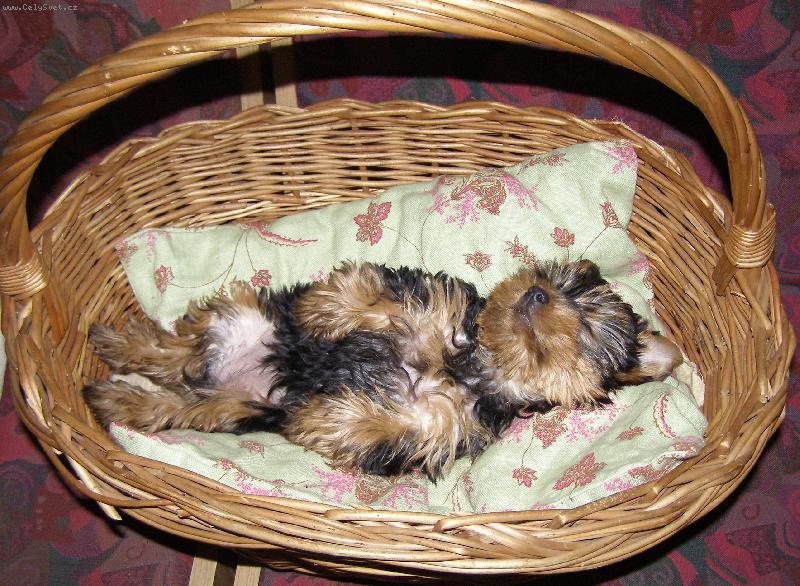 Foto: Nelinka-odpoledn� siesta