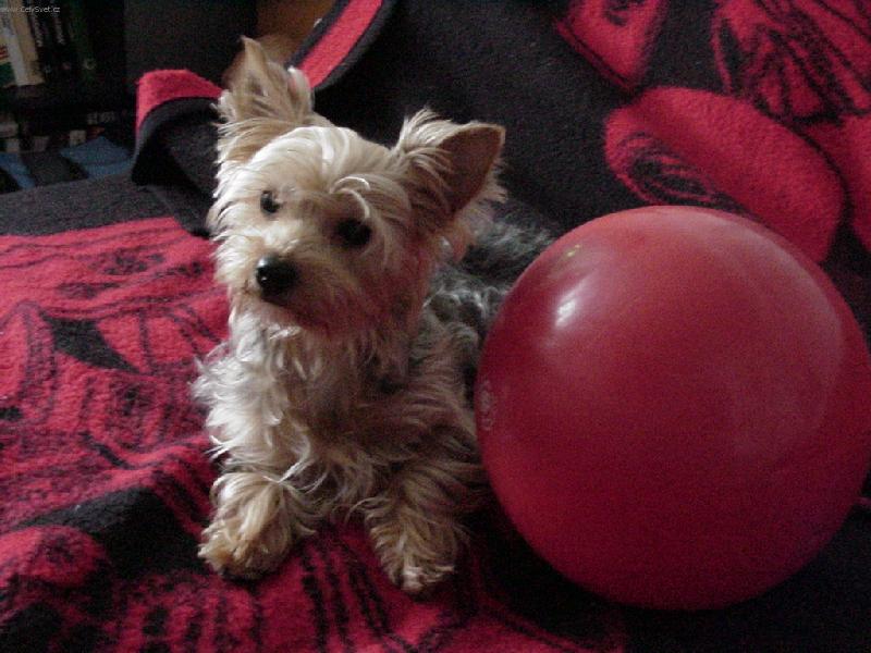 Foto: u�asn� babetka-pejsek s m��em