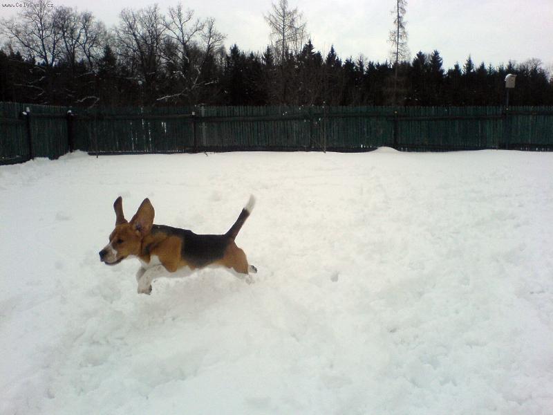 Foto: letec-nen� nad po��dn� dov�d�n� ve sn�hu