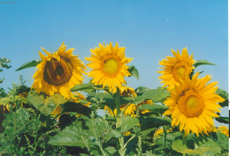 Foto: Ot���m se za sluncem