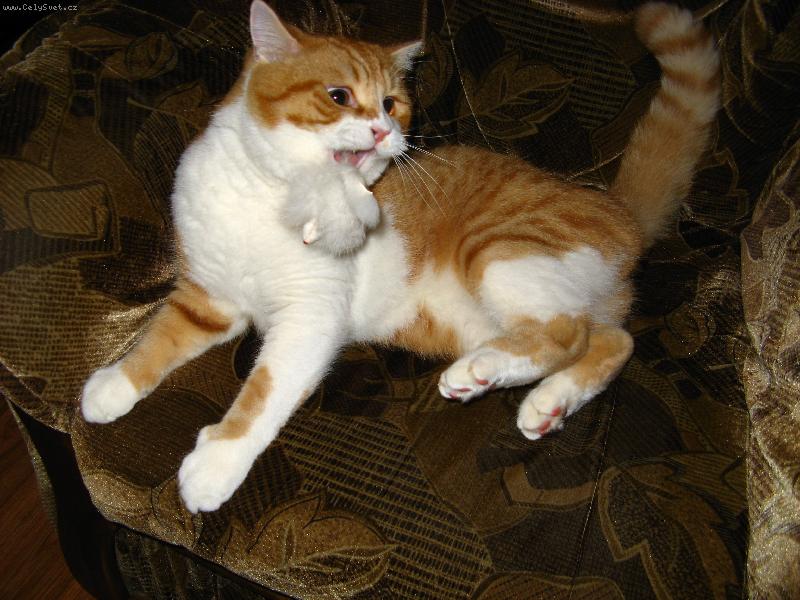 Foto: jsem lovec-Kub��ek se svou nejmilej�� hra�kou