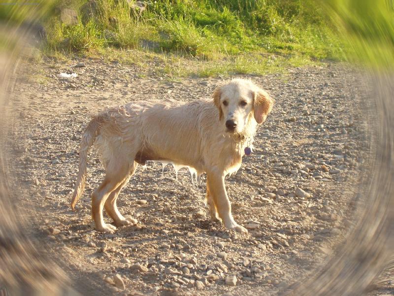 Foto: Arki zmokl� kohut-�prava Lenky Kristi�nov�