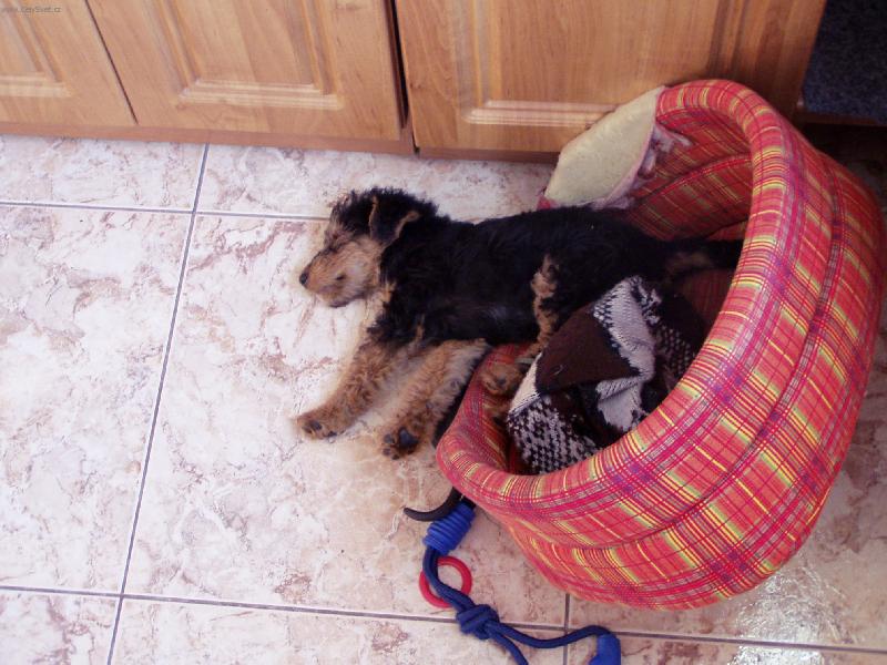 Foto: Nero spink�-Drsn� loveck� pes:-)