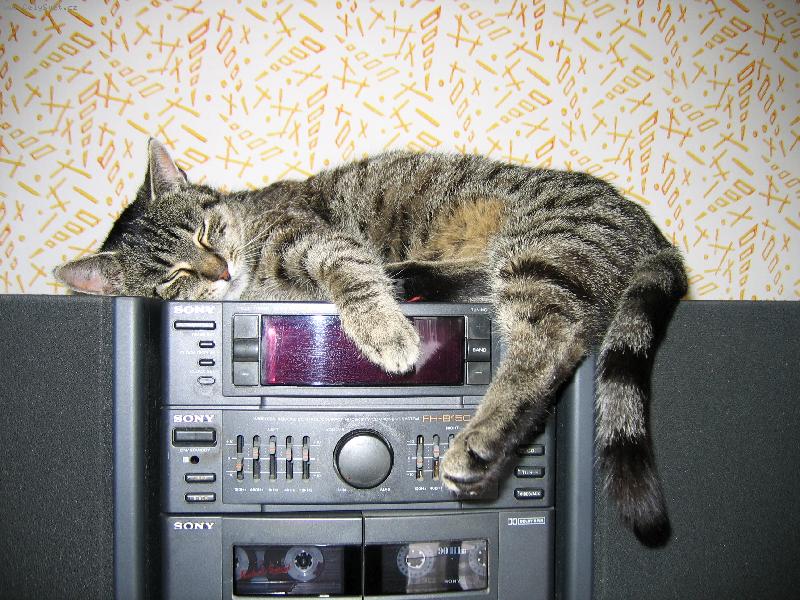 Foto: Micka p�i poslechu r�dia-To se mi dob�e sp�