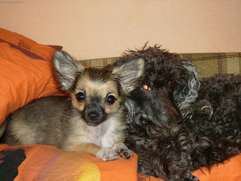 Foto: Tak tohle jsou na�e zlat��ka :)