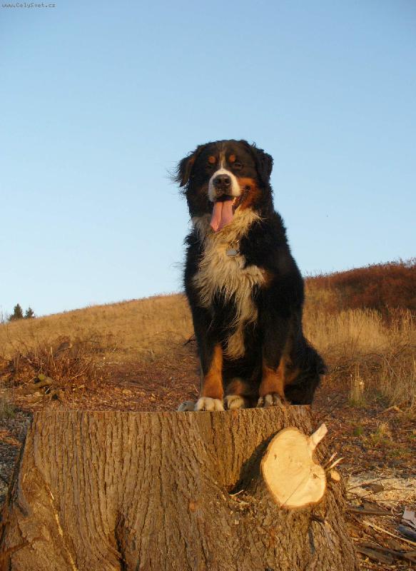 Foto: p�i z�padu slun��ka-...Bad na pa�ez necht�l, ale musel :-)