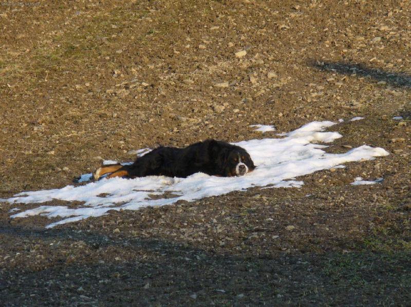 Foto: �nor b�l�, pole s�l�...-posledn� zbytky na sjezdovce