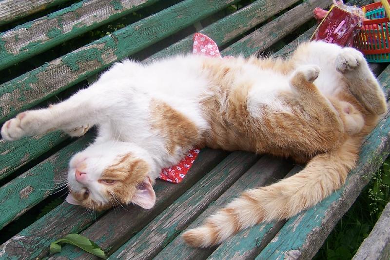 Foto: Kocour-poledn� siesta