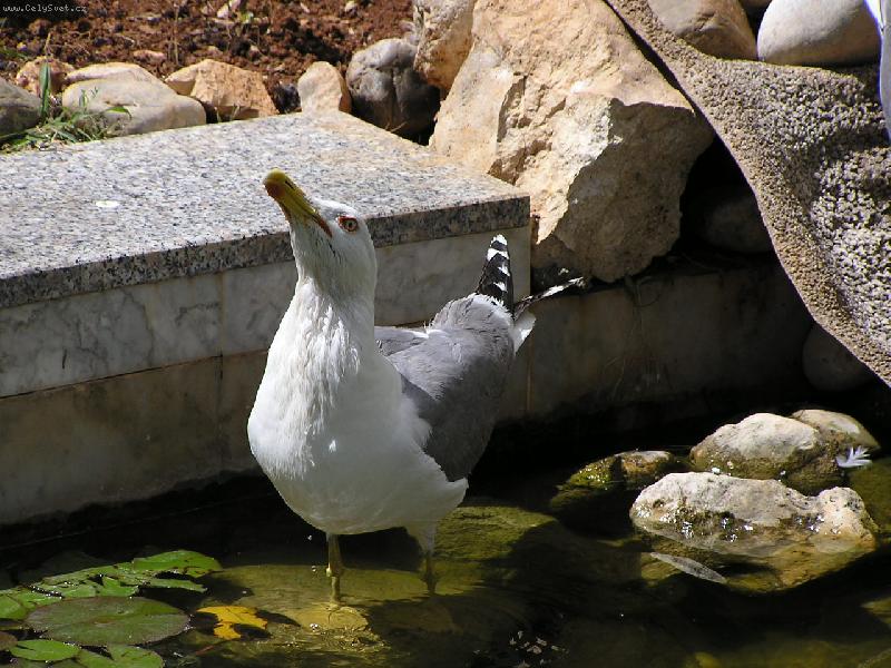 Foto: kdy� je ��ze�