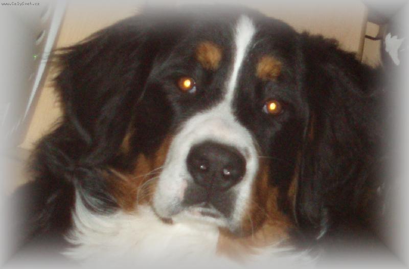 Foto: portr�t-Bernadetta Vala�sk� slunce