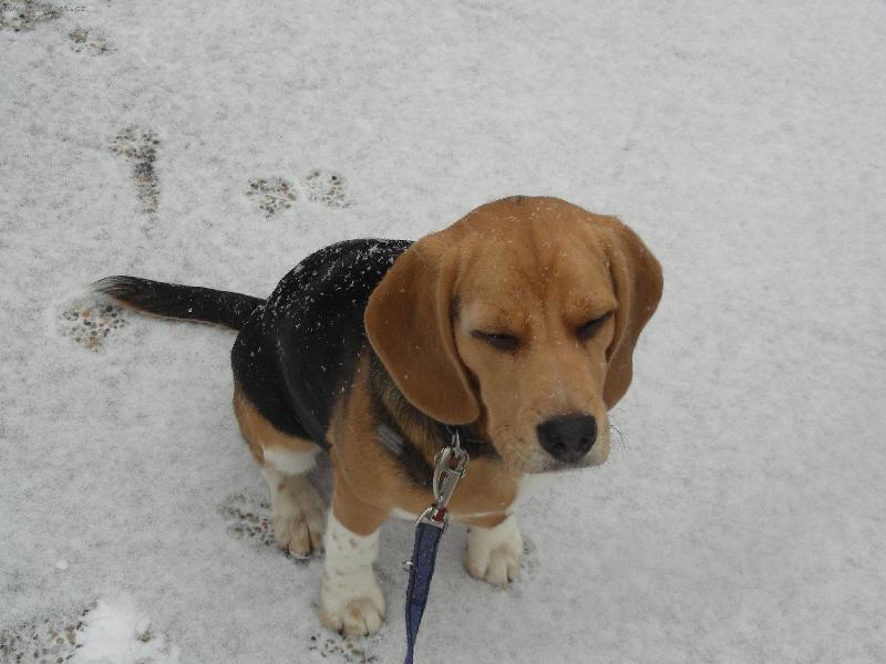 Foto: �rny-Poprv� jsem vid�l sn�h - tak jsem rad�j zav�el o�i:)