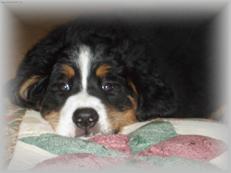 Foto: Bernsk� b�b�tko-Bernadetta Vala�sk� slunce