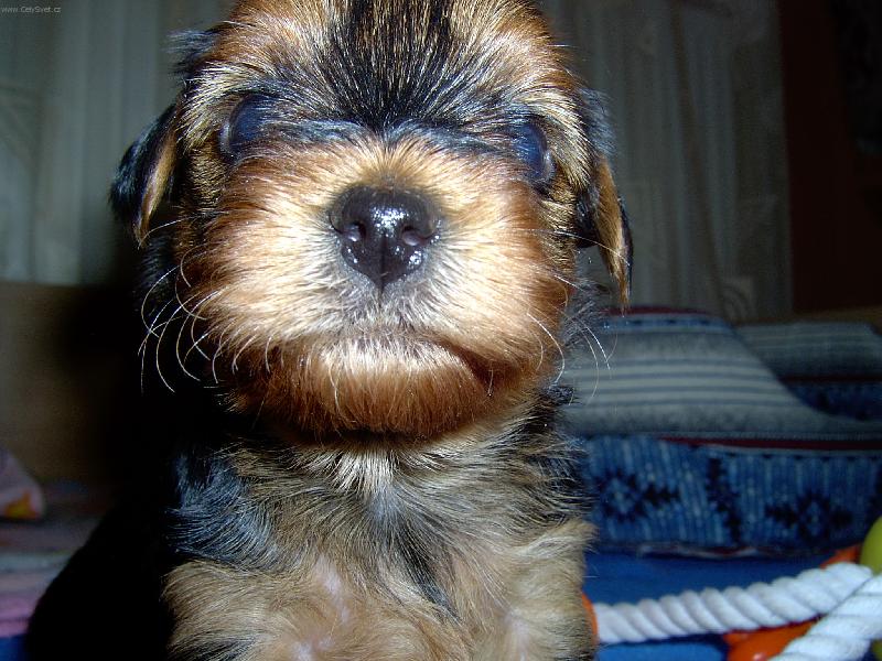 Foto: Mal� Sheryl-Rozkousu ten fotak