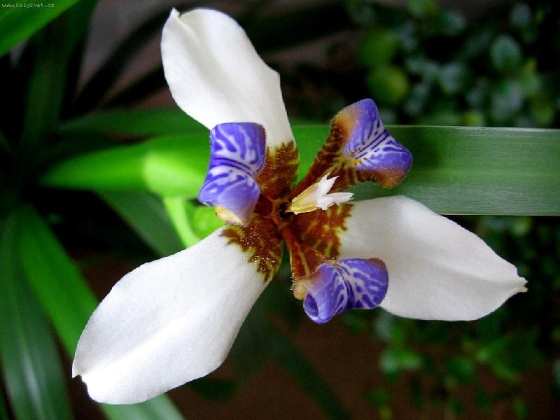 Foto: kytka dom�c�