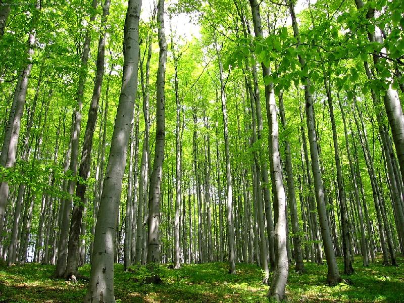 Foto: pastva pro o�i