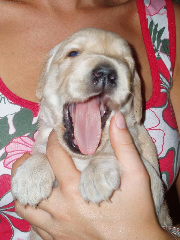 Foto: N� bobek z�v� !!!-N� mal� pejsek si pr�v� z�vnul !!