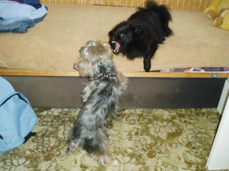 Foto: Fany hladov� vlk