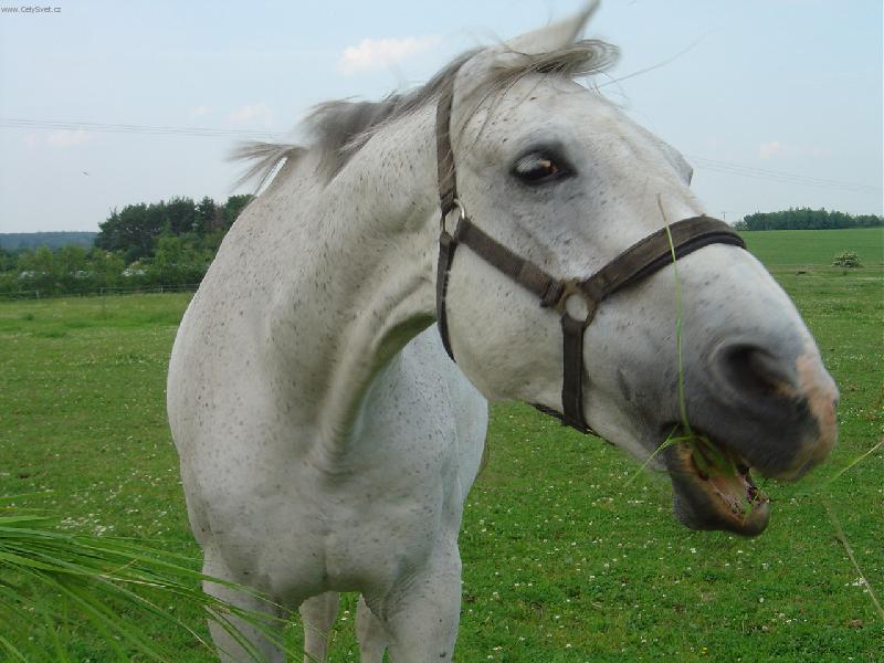 Foto: dal bych si cukr