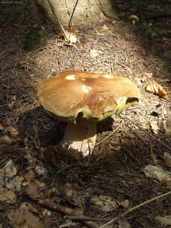 Foto: Poporostu je�t�?