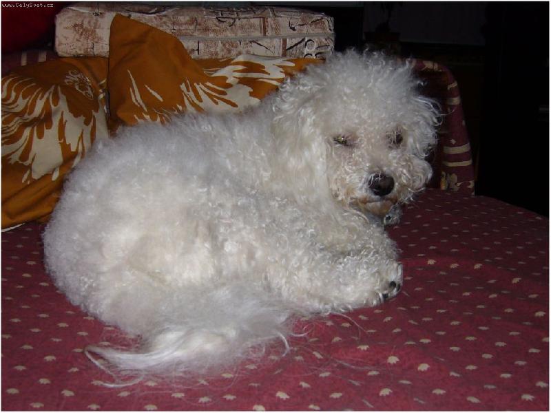 Foto: M�ouraj�c� Am�k-M�ouraj�c� Am�k