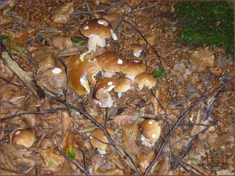 Foto: Hn�zdo prav�k� - kolik jich napo��t�te?-Bylo jich 13