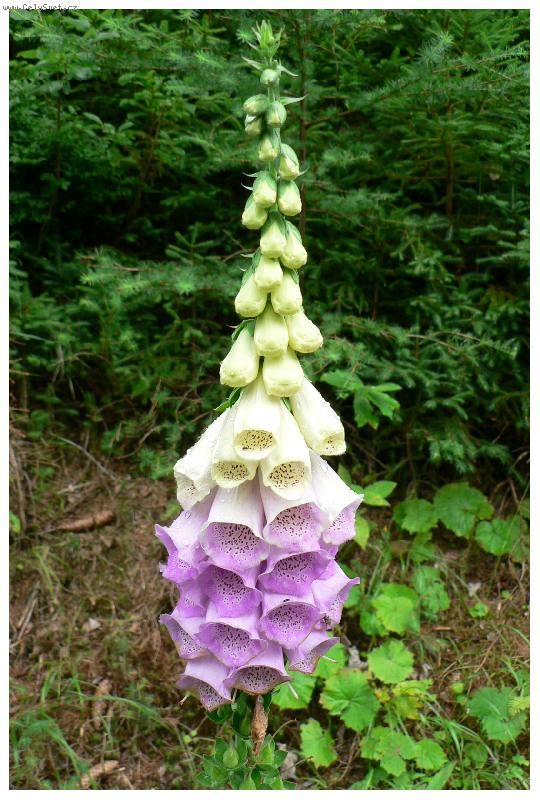 Foto: n�prsten�k