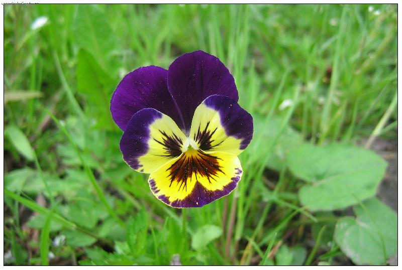 Foto: kr�sn� n�m to u n�s na zahr�dce kvete!