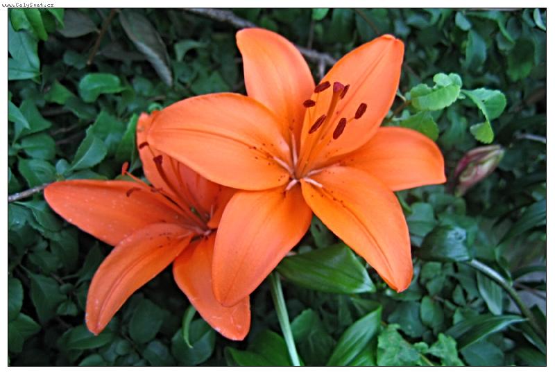 Foto: Kr�sa z Jesen�ku