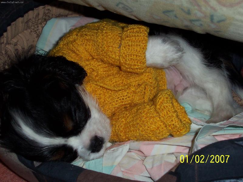 Foto: �nava-usnul a ani se nesta�il p�evl�ct