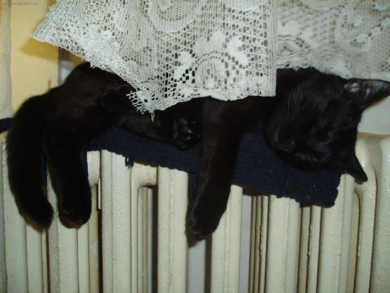 Foto: Chrrrr...-�ern� ���a sp�c� na topen�