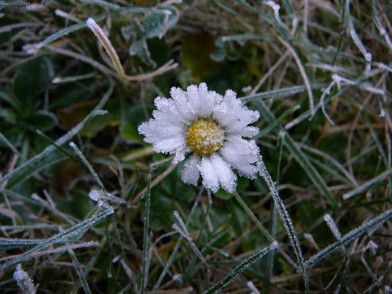 Foto: Sedmikr�ska-Zmrzl� sedmikr�ska