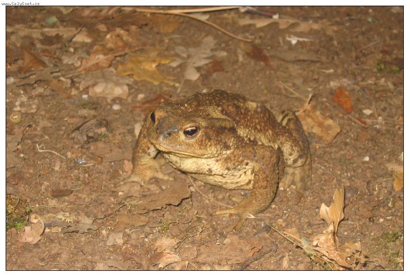 Foto: �ab� princ