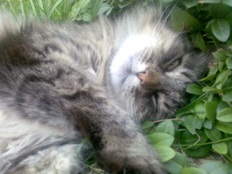 Foto: N� kocourek �iko-Odpo�inek v tr�v�