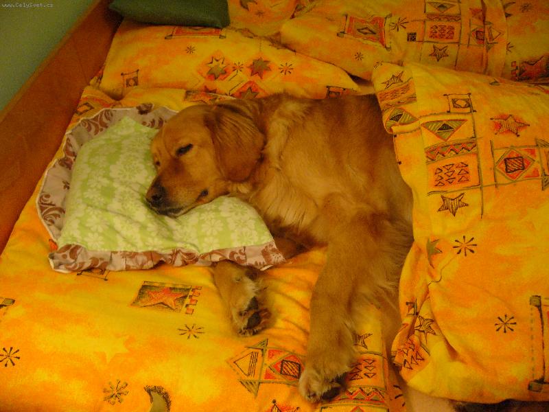 Foto: Rekonvalescent-Tak si hov� HOVAWART