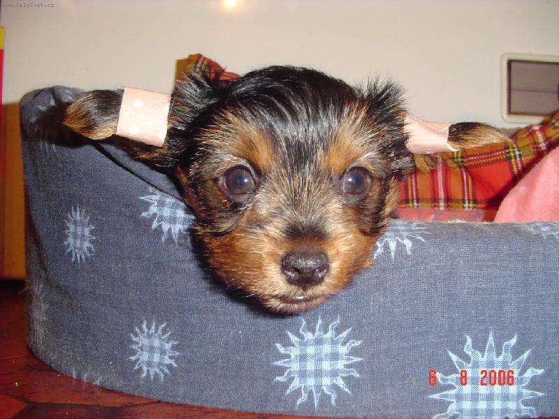 Foto: Monty-Kuk, u� mi skoro stojej u�i !