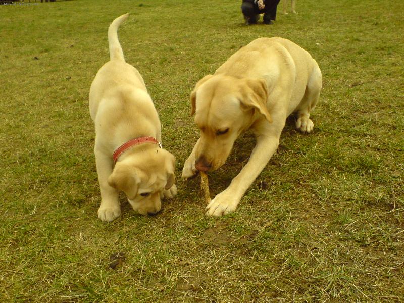 Foto: mal� k�mo�-B�ra na v�b�hu s kamar�dem