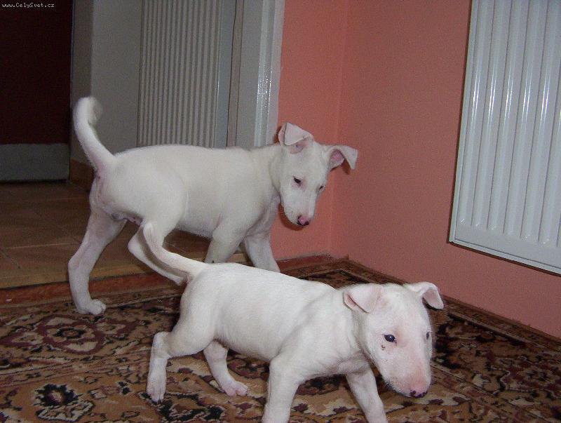 Foto: Danny a Queena-Po�kej kam jde�?? m� n�co sv�d�..