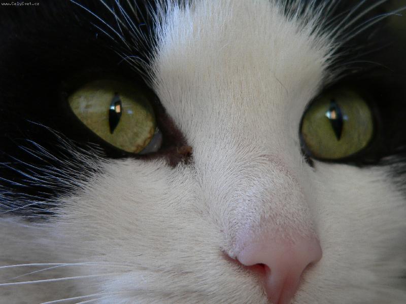 Foto: Kocou�� pohled-Nun�nek
