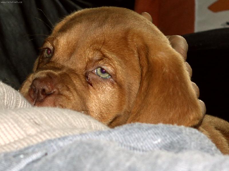 Foto: Bambula-po spanku