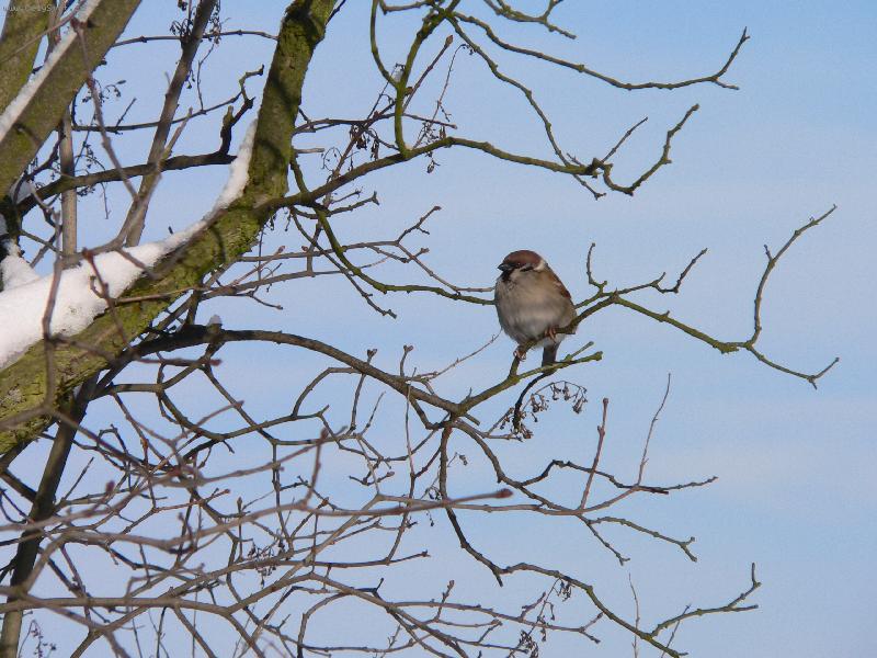 Foto: Tuh� zima-Vrabe�ek