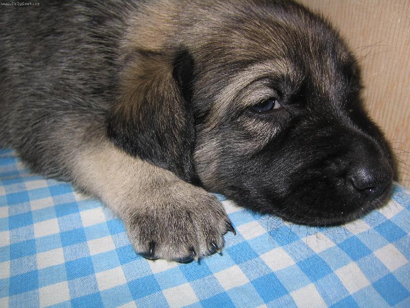 Foto: ps� miminko-Chv�li po porodu