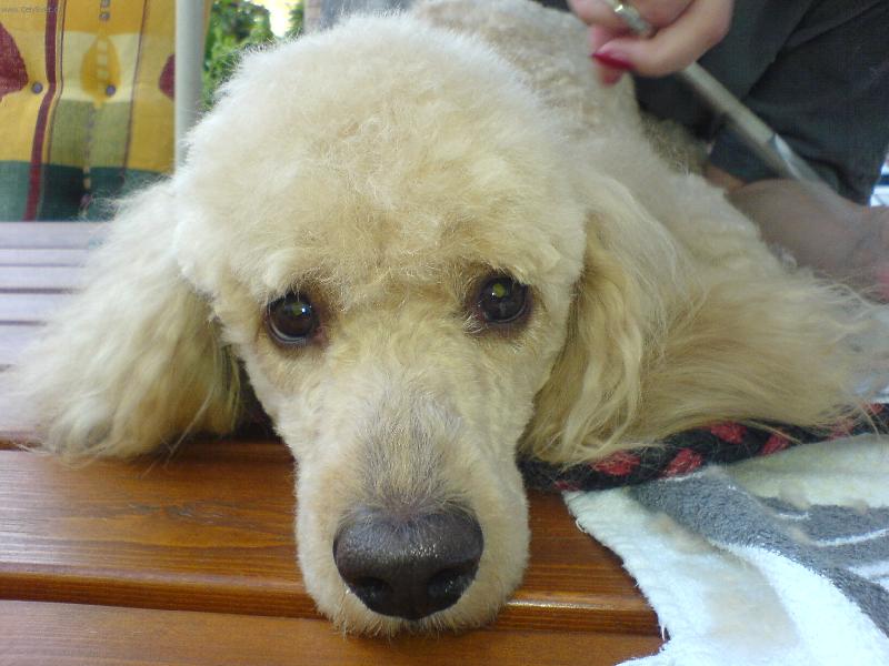 Foto: Max��ek p�i �es�n�-J� se v�n� nechci �esat....