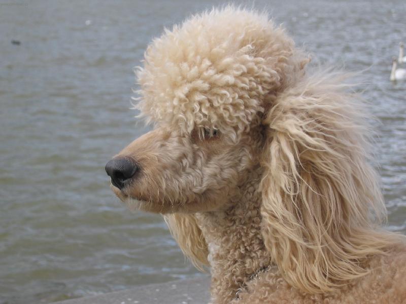 Foto: Max u Vltavy-m�j portr�t....