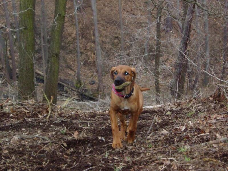 Foto: trochu pomotan� lovack� pudy-...to nevad�, �e to je k�men..nebo jo?!