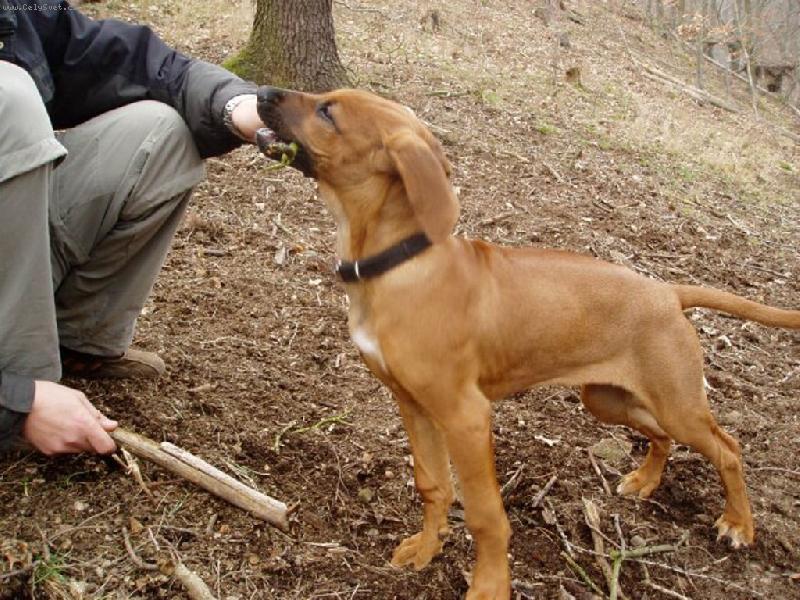 Foto: p�etahova�ka s p�n��kem-...tak u� mi to dej!